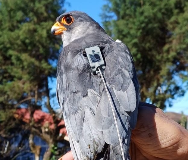 An image of an Amur falcon after being geo-tagged. (Photo: X/@supriyasahuias)