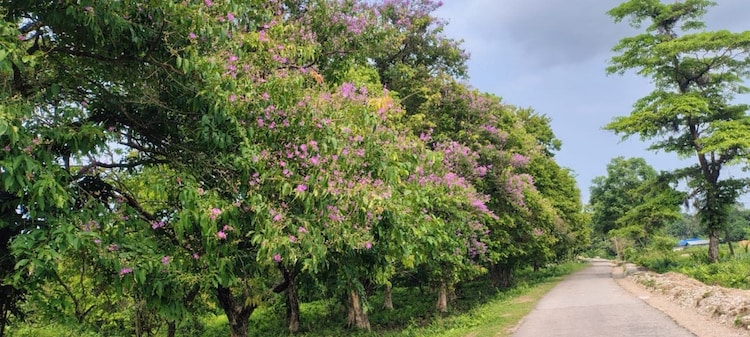 An image of a vibrant blossom of flowers in Raimona National Park in Assam. (Photo: X/@PramodBoroBTR)
