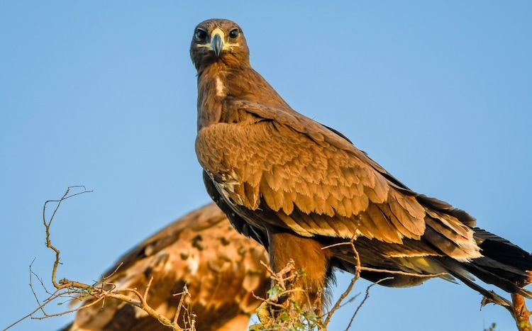A steppe eagle sitting on a branch in Rajasthan. (Photo: X/@aajtakabhijit)