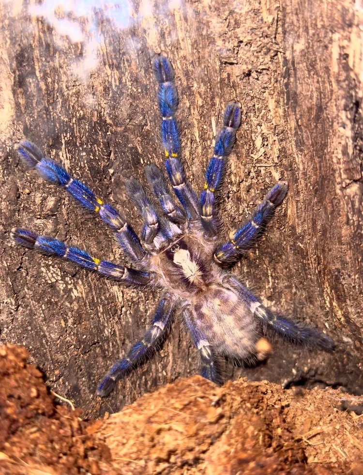 An image of a Peacock Tarantula. (Photo:X/@L_Space101)