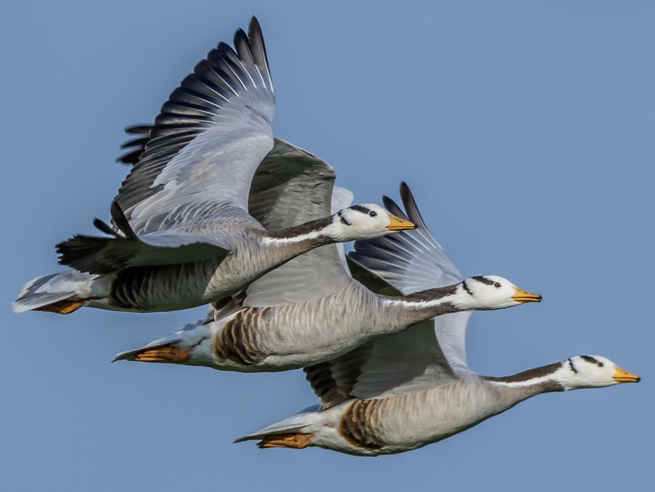 An image of a flock of Bar-headed Geese flying. (Photo: X/@Himanshutyg_ifs)