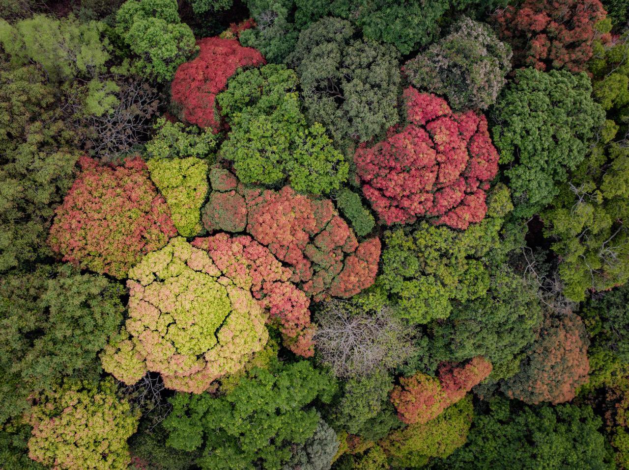 An aerial view of the Shola forests in the Nilgiris. (Photo: X/@supriyasahuias)