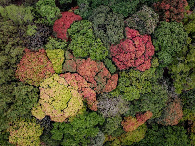 An aerial view of the Shola forests in the Nilgiris. (Photo: X/@supriyasahuias)