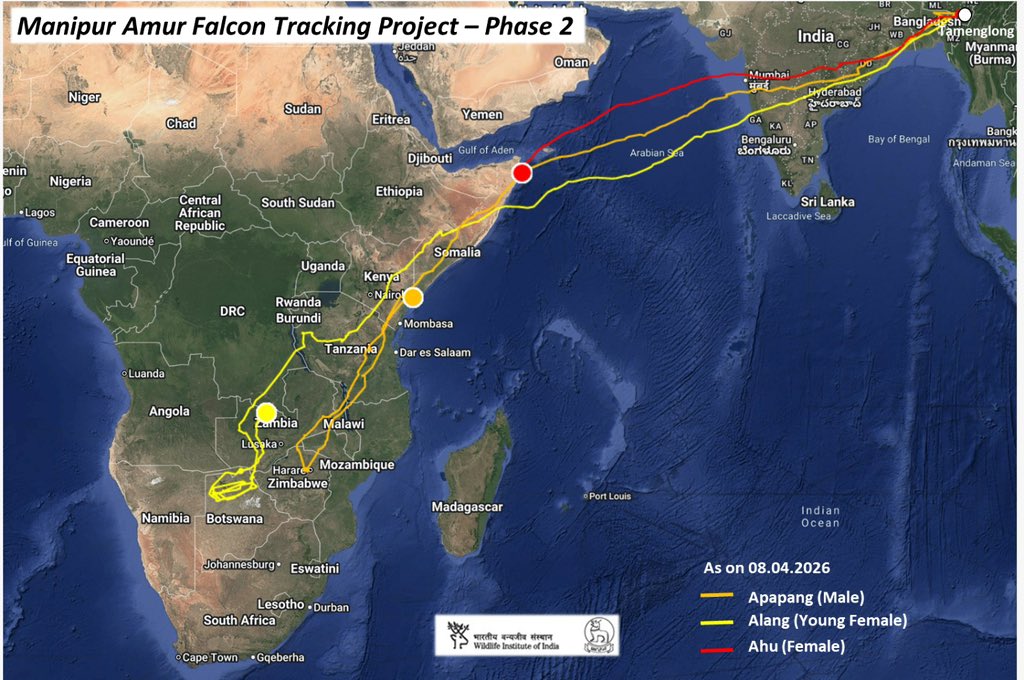 An image showing the satellite tracking of the Amur falcons. (Photo: X/@supriyasahuias)
