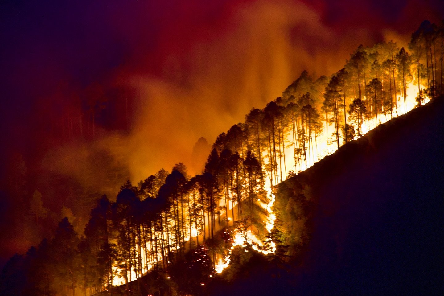 Trees are up in flames as a forest fire spreads in Uttarakhand. (Photo:  X/@alokntyl)