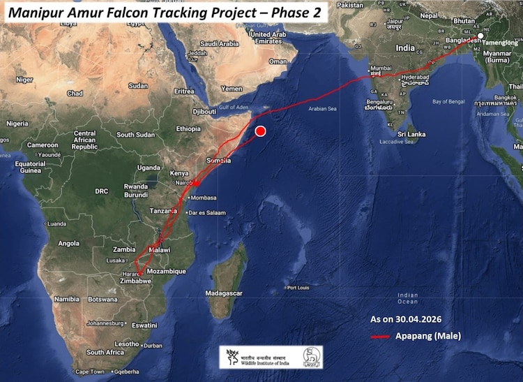 A satellite image showing the trajectory of one of the 3 tagged Amur falcons. (Photo: X/@supriyasahuias)