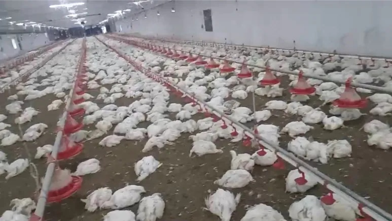 An image showing the chickens that died due to extreme heat. (Photo: X)