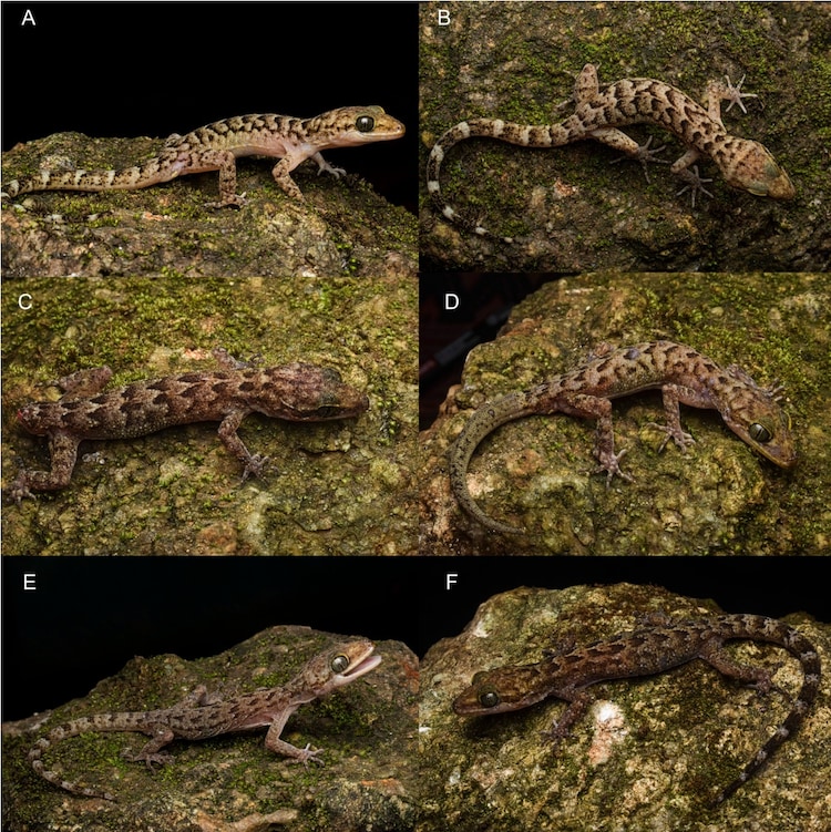 A collage of image of the newly-discovered gecko in Assam. (Photo: X)