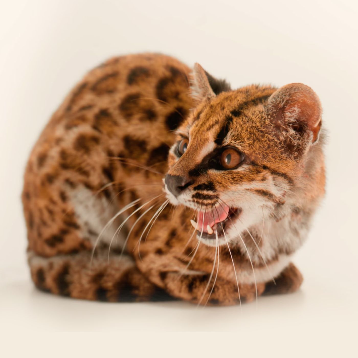 Leopardus tilcayo is seen sitting. (Photo: National Geographic)