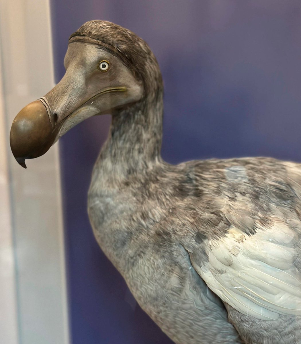 A wax figure of the extinct dodo bird is seen in a museum. (Photo: Pexels)