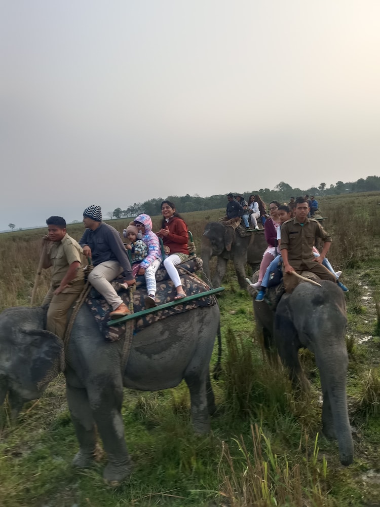 Dari punggung gajah