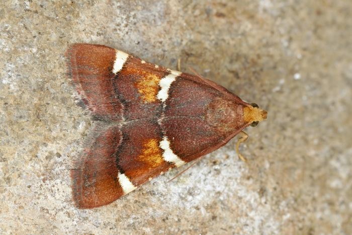 Specimen of Pyralis regalis. (Photo: Peter Huemer)
