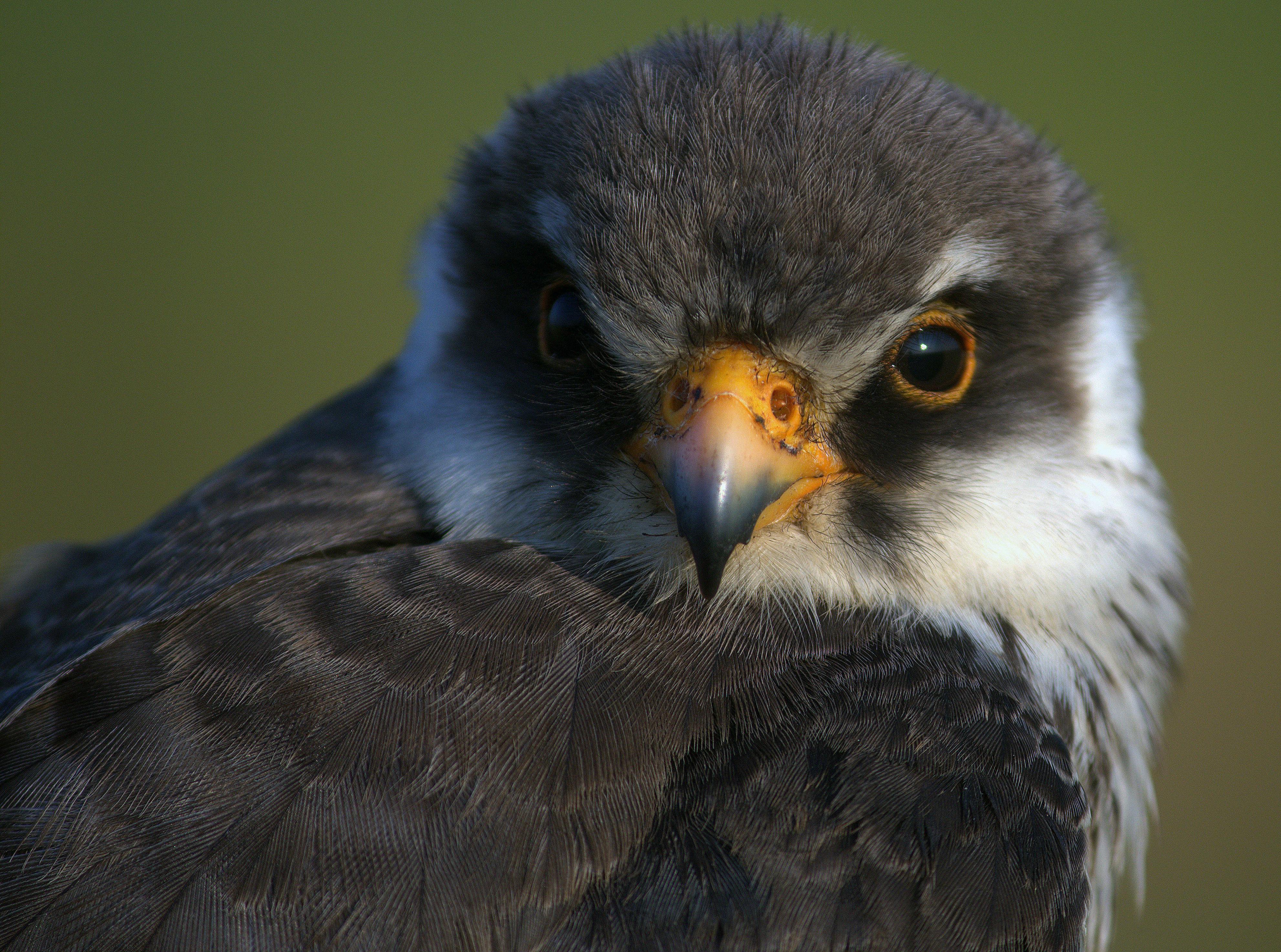 A close-up of an Amur Falcon showcasing its striking features and beak. (Photo: Pexels)