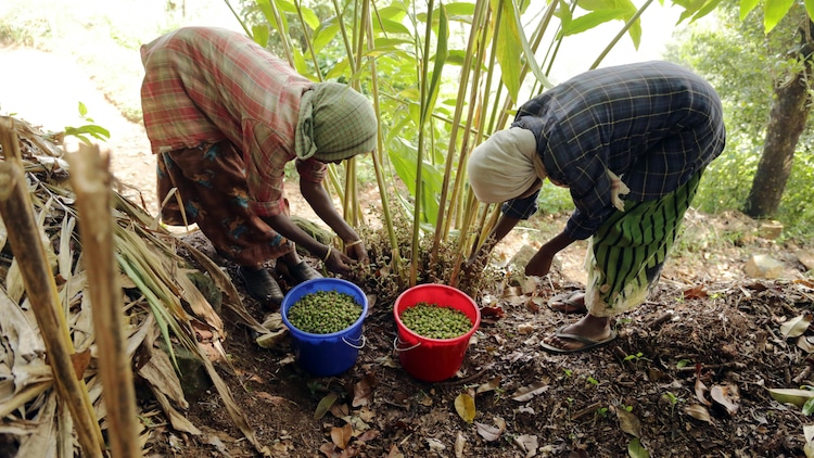 Women farmers collecting cardamom in Wayanad, India. (Photo: Pexels)