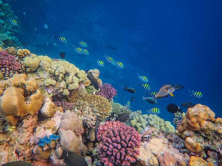 Colorful coral reef with diverse marine life thriving underwater. (Photo: Pexels)