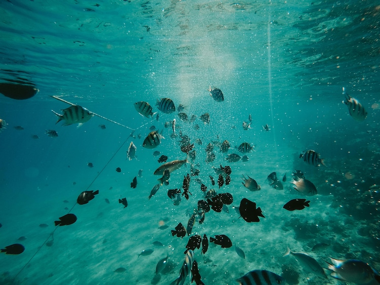 School of fish swimming in the ocean. (Photo: Pexels)