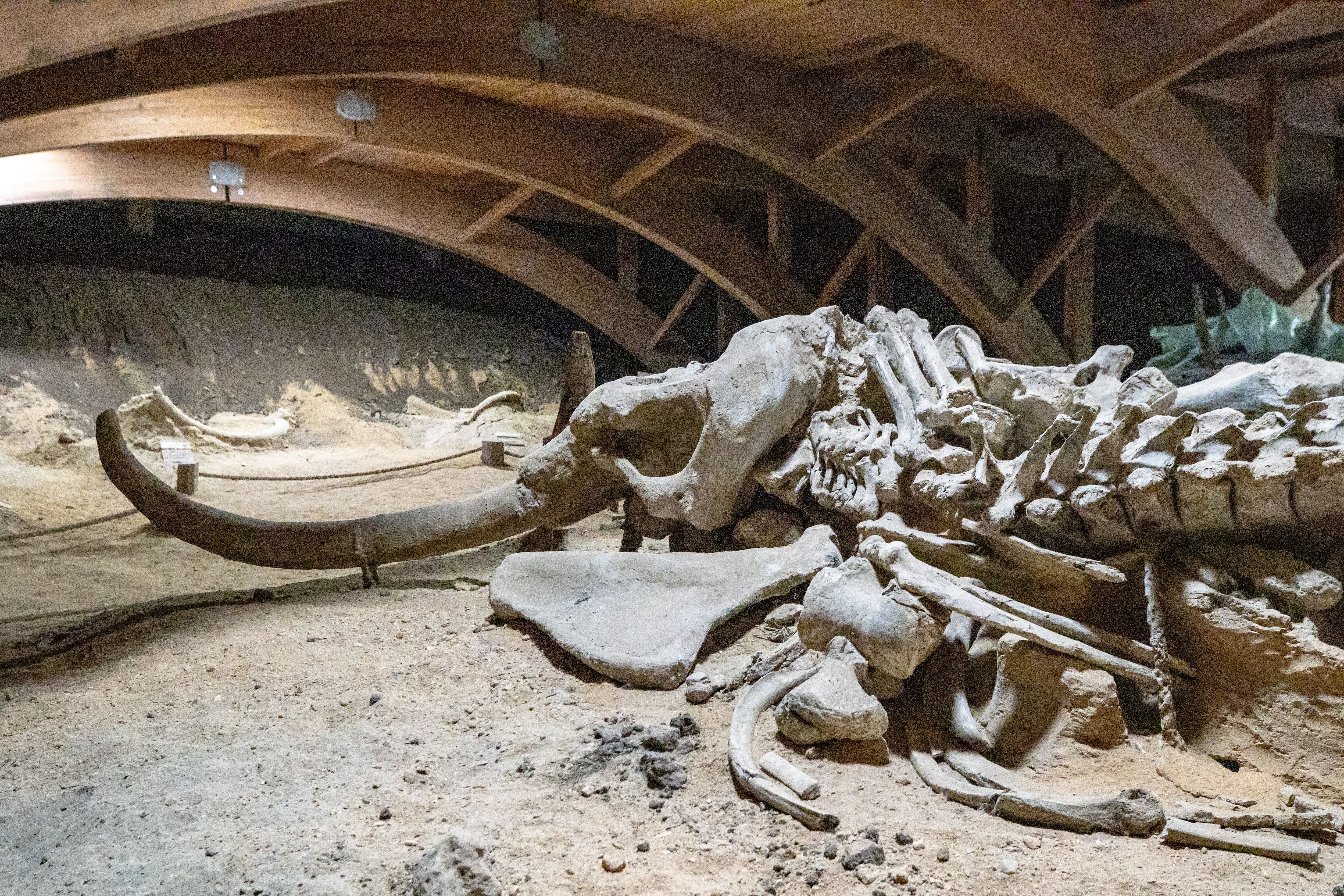 A well-preserved woolly mammoth skeleton displayed in a museum exhibit. (Photo: Pexels)