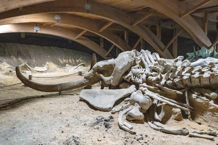 A well-preserved woolly mammoth skeleton displayed in a museum exhibit. (Photo: Pexels)