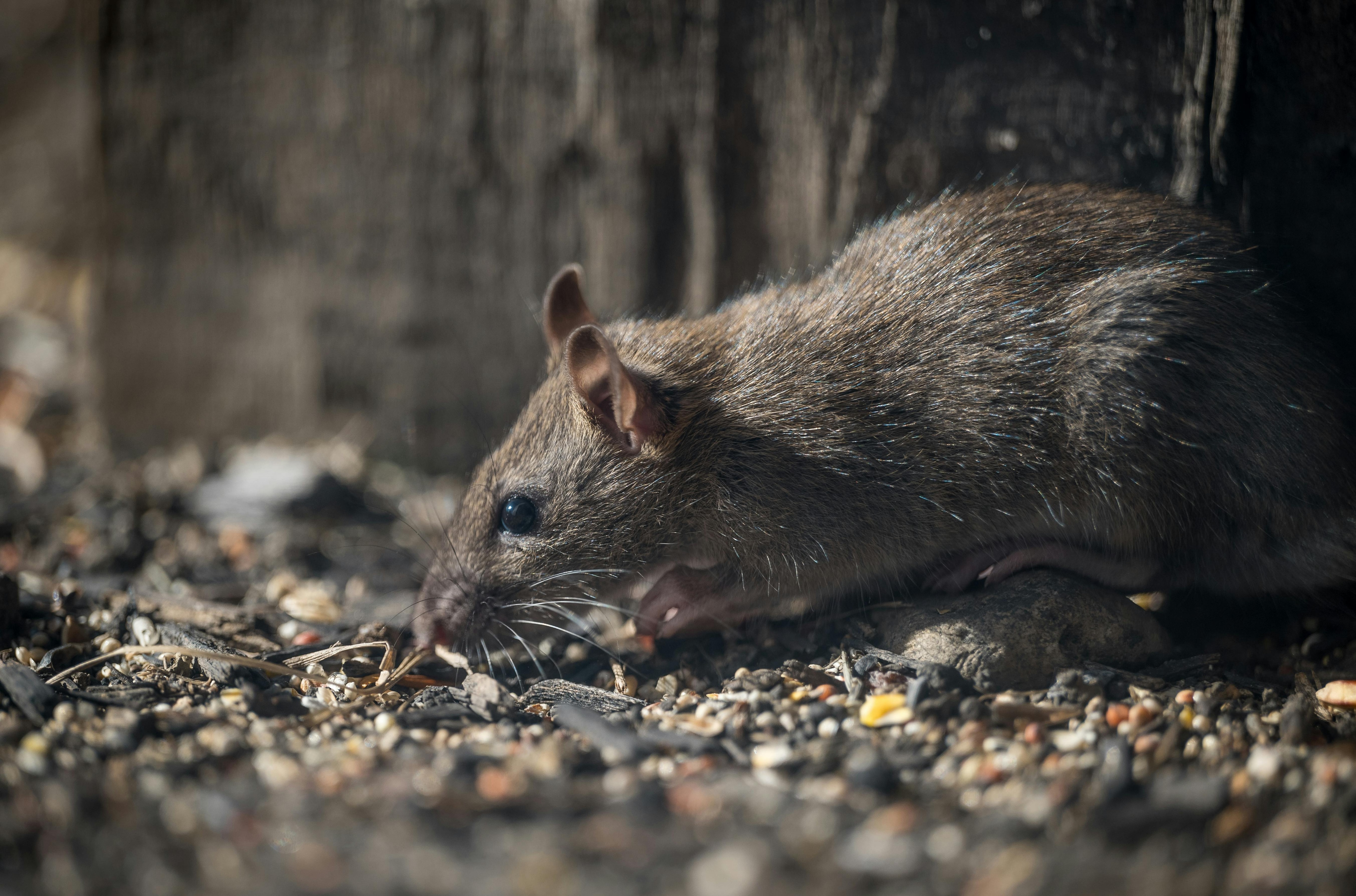 A close-up image of a street rat, considered the primary carrier of Hantavirus. (Photo: Pexels)