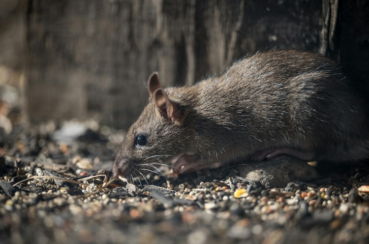 A close-up image of a street rat, considered the primary carrier of Hantavirus. (Photo: Pexels)