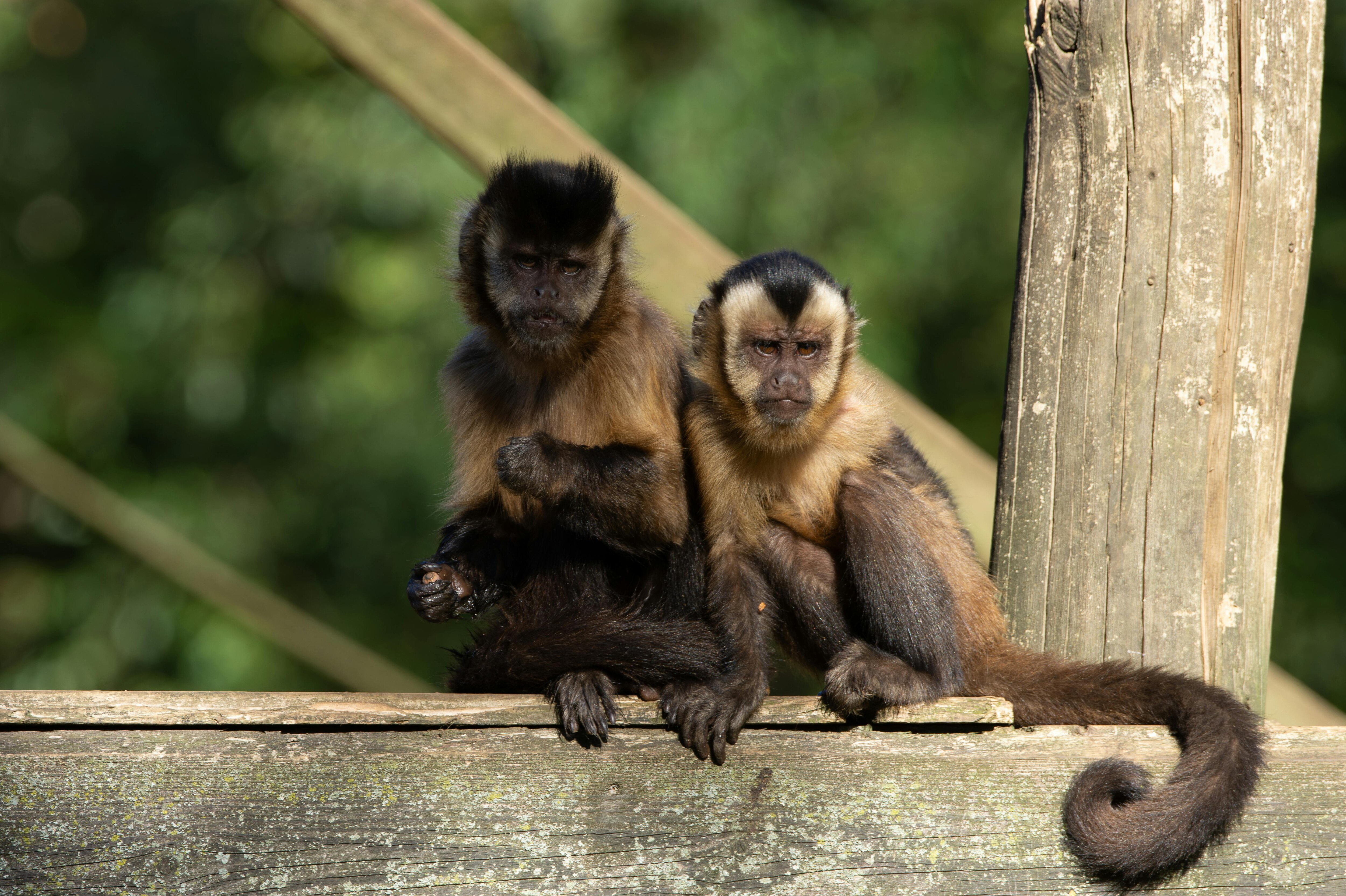 Two capuchin monkeys in their natural habitat. (Photo: Pexels)