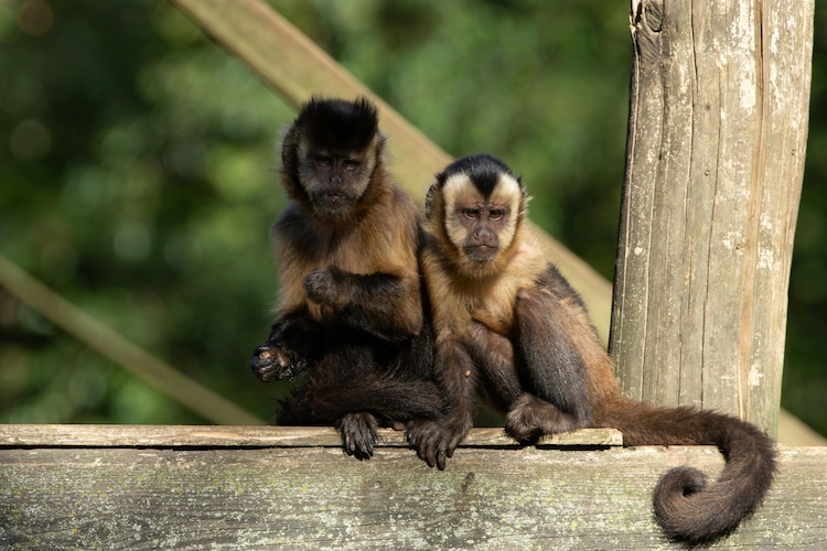 Two capuchin monkeys in their natural habitat. (Photo: Pexels)