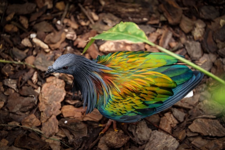 A Nicobar pigeon with vibrant feathers is pictured on a forest floor. (Photo: Pexels)
