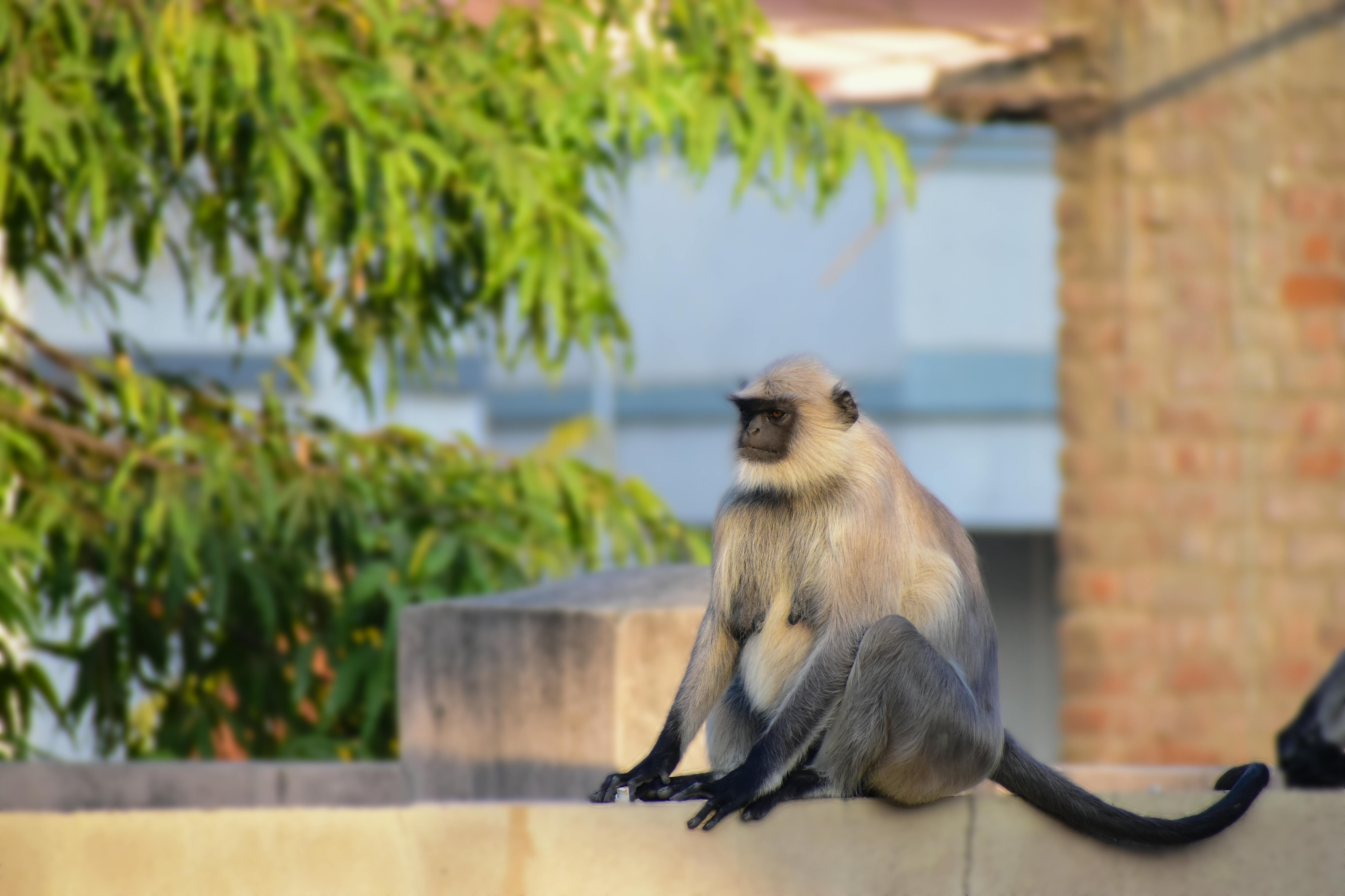 Gray langur sits on a wall in Delhi, India. (Photo: Pexels)