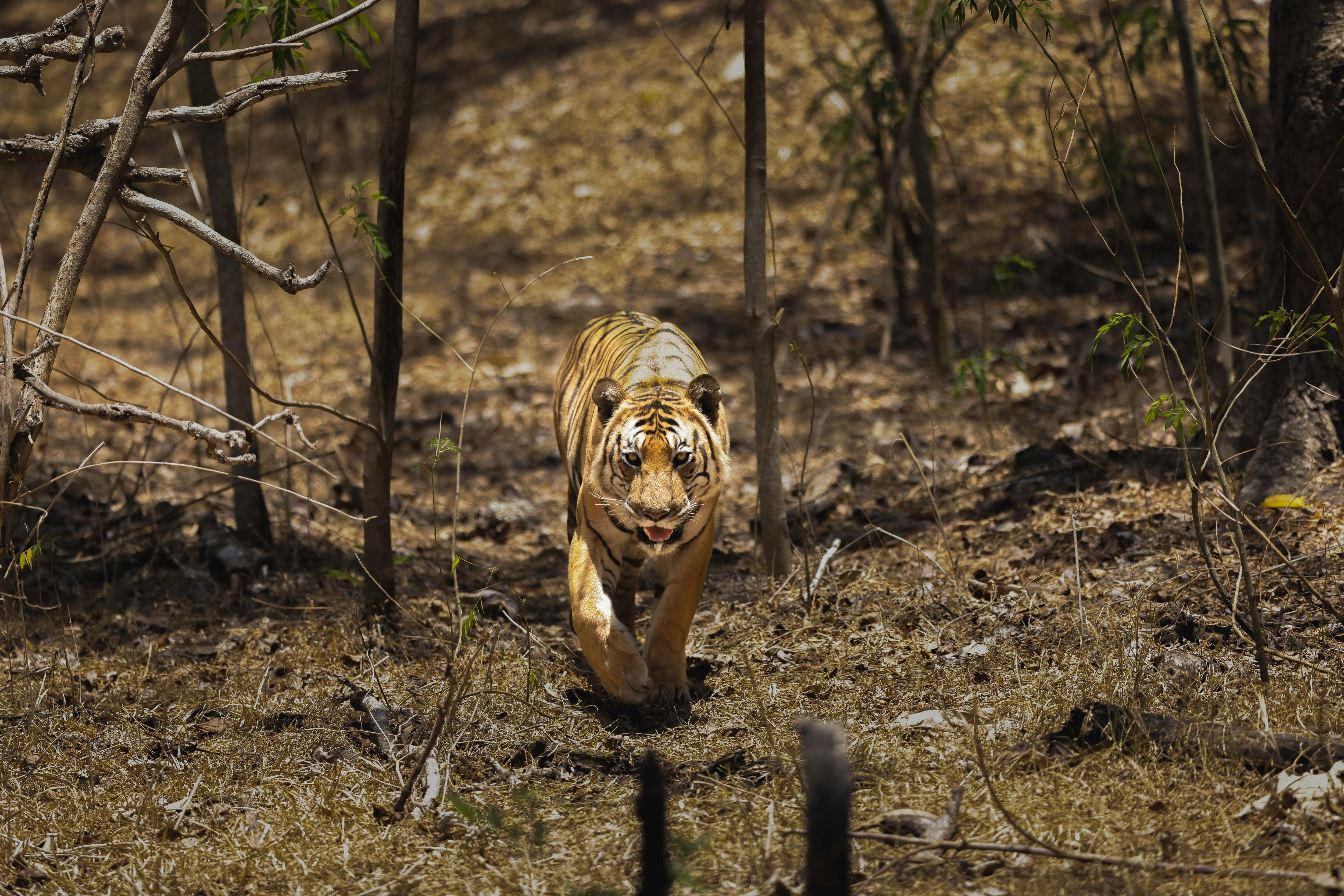   Bengal tiger roaming in a dense Karnataka forest. (Photo: Pexels)