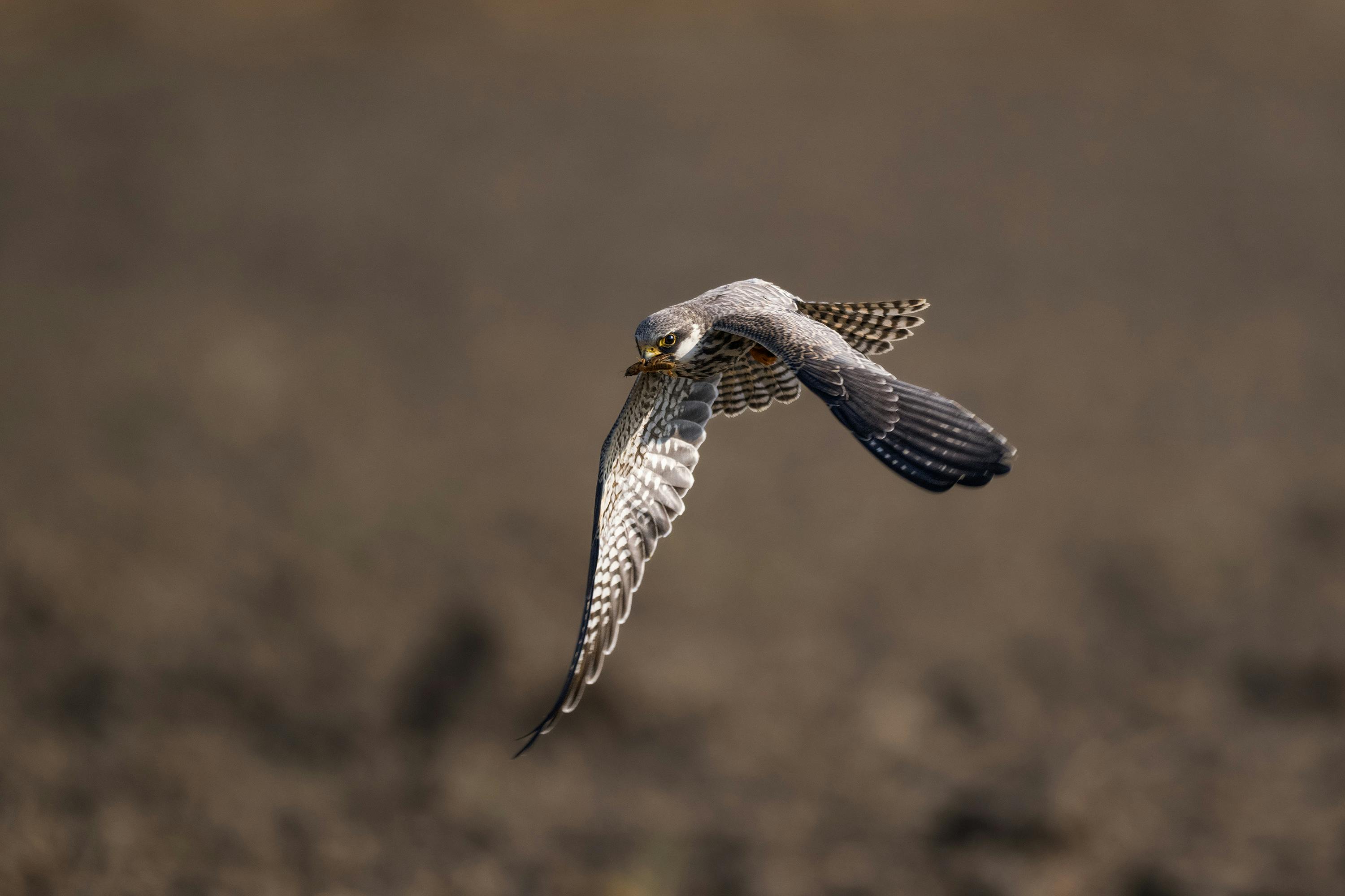 A detailed shot of an Amur falcon soaring mid-air. (Photo: Pexels)