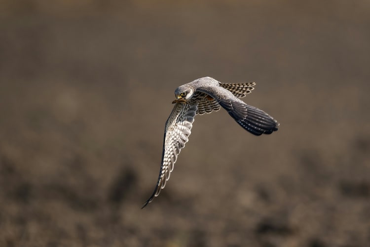 A detailed shot of an Amur falcon soaring mid-air. (Photo: Pexels)