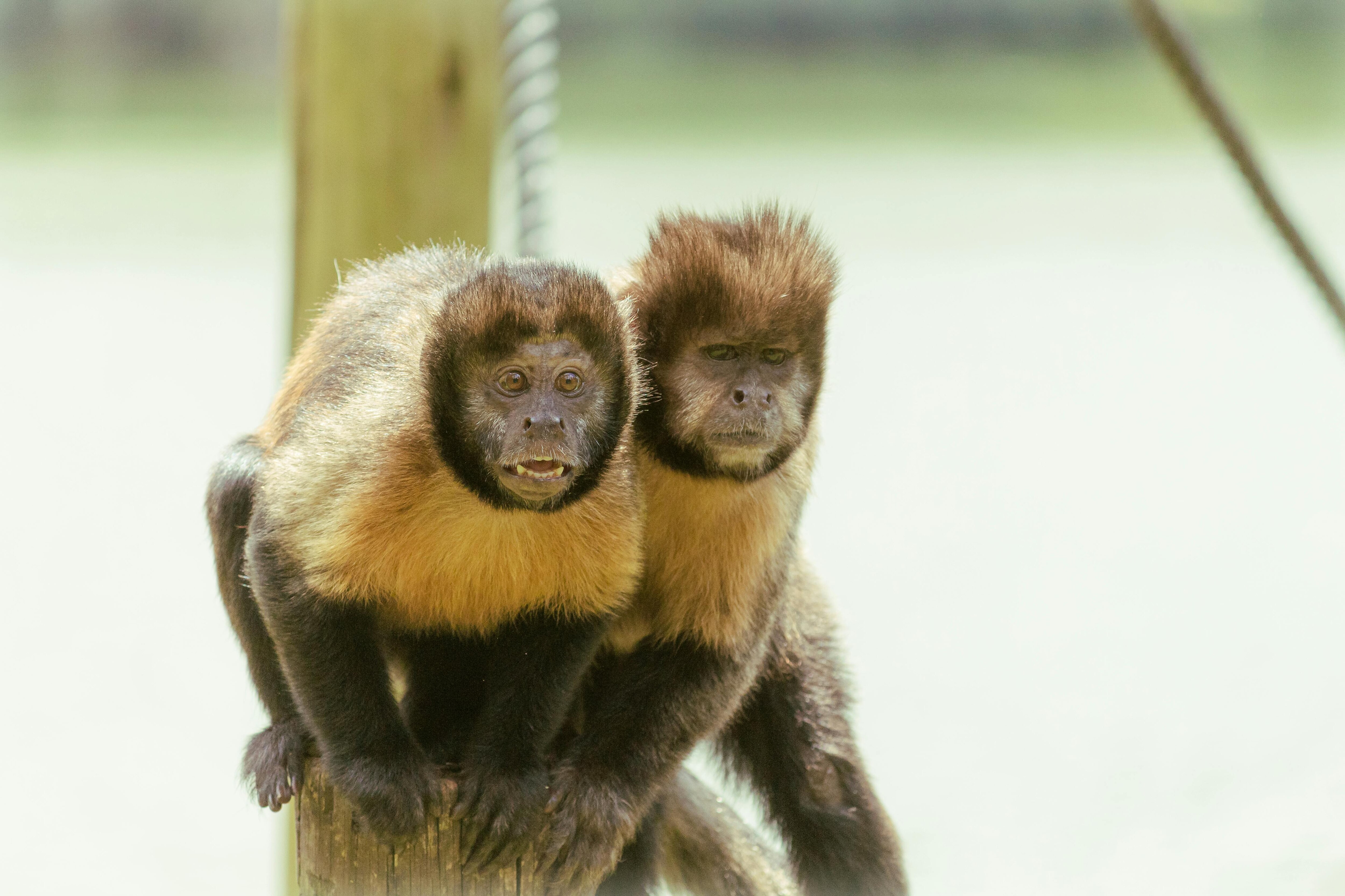 Capuchin monkeys with orange spots sitting on a wooden post. (Photo: Pexels)