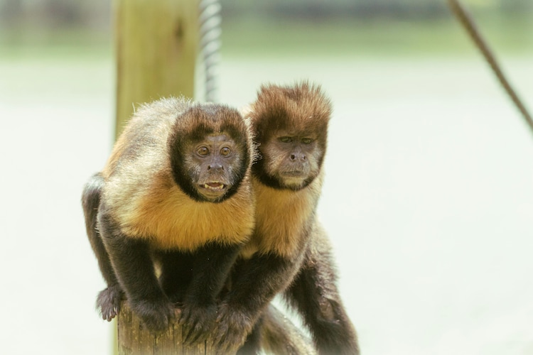 Capuchin monkeys with orange spots sitting on a wooden post. (Photo: Pexels)