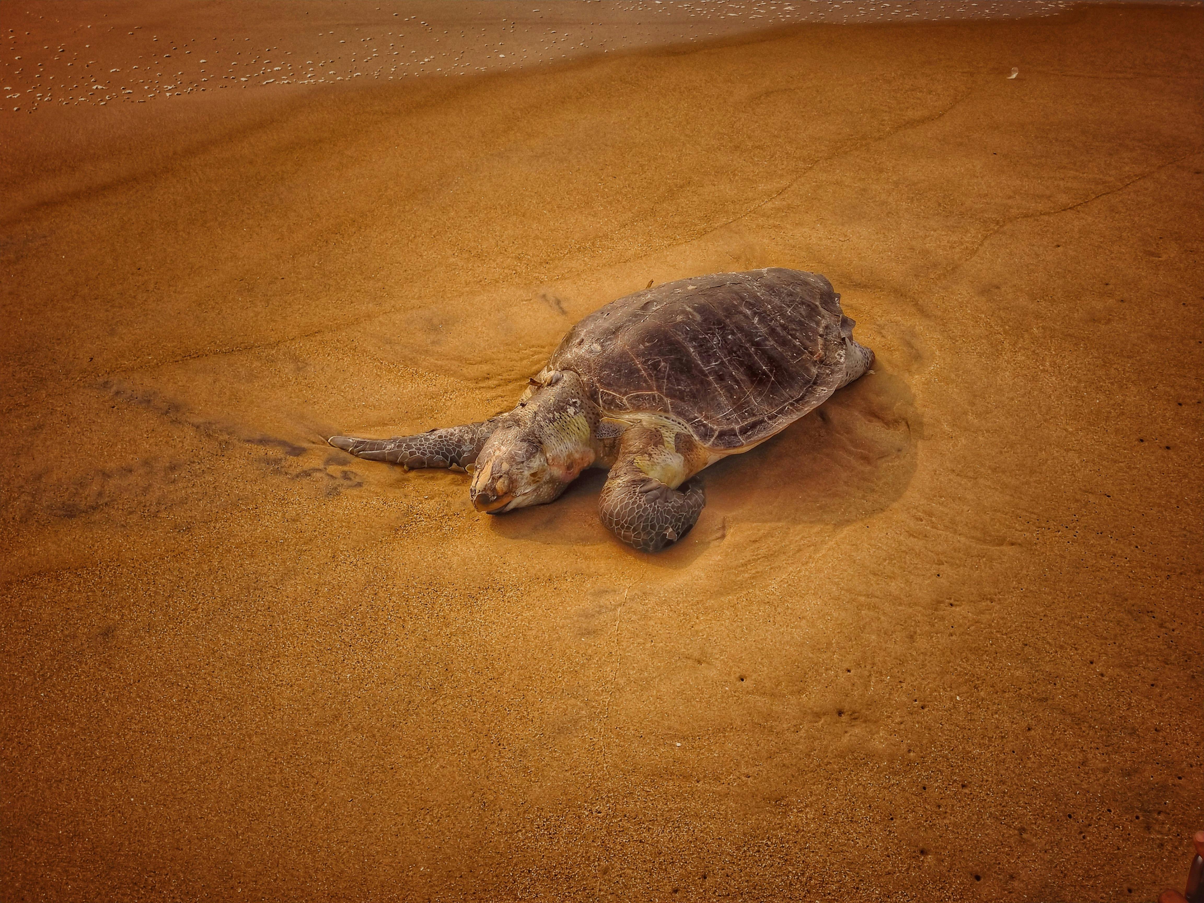 Olive Ridley turtle resting on sandy beach in India. (Photo: Pexels)