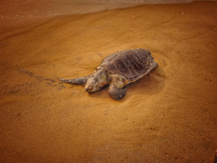 Olive Ridley turtle resting on sandy beach in India. (Photo: Pexels)