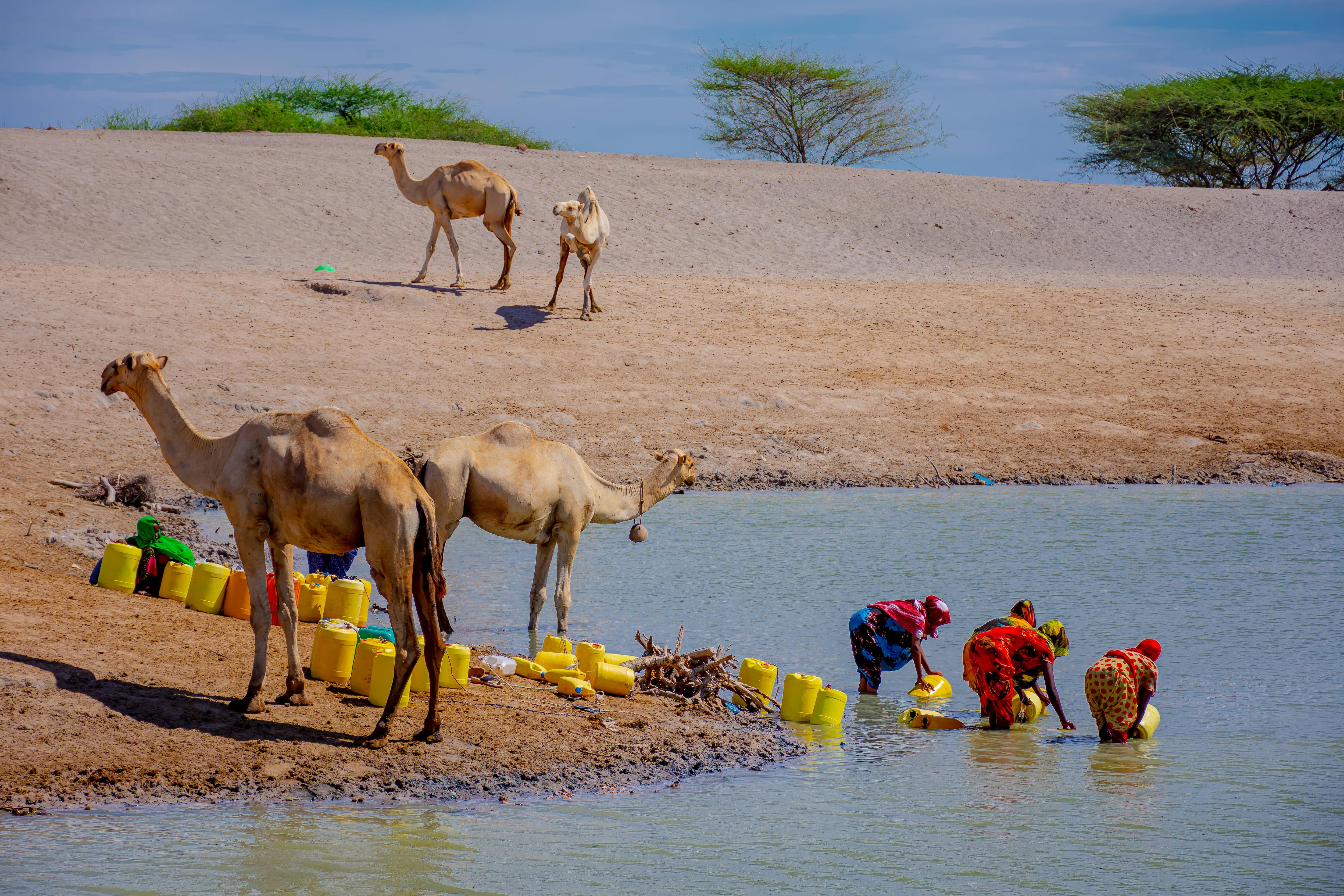 Women gather water in a desert with camels nearby. (Photo: Pexels)