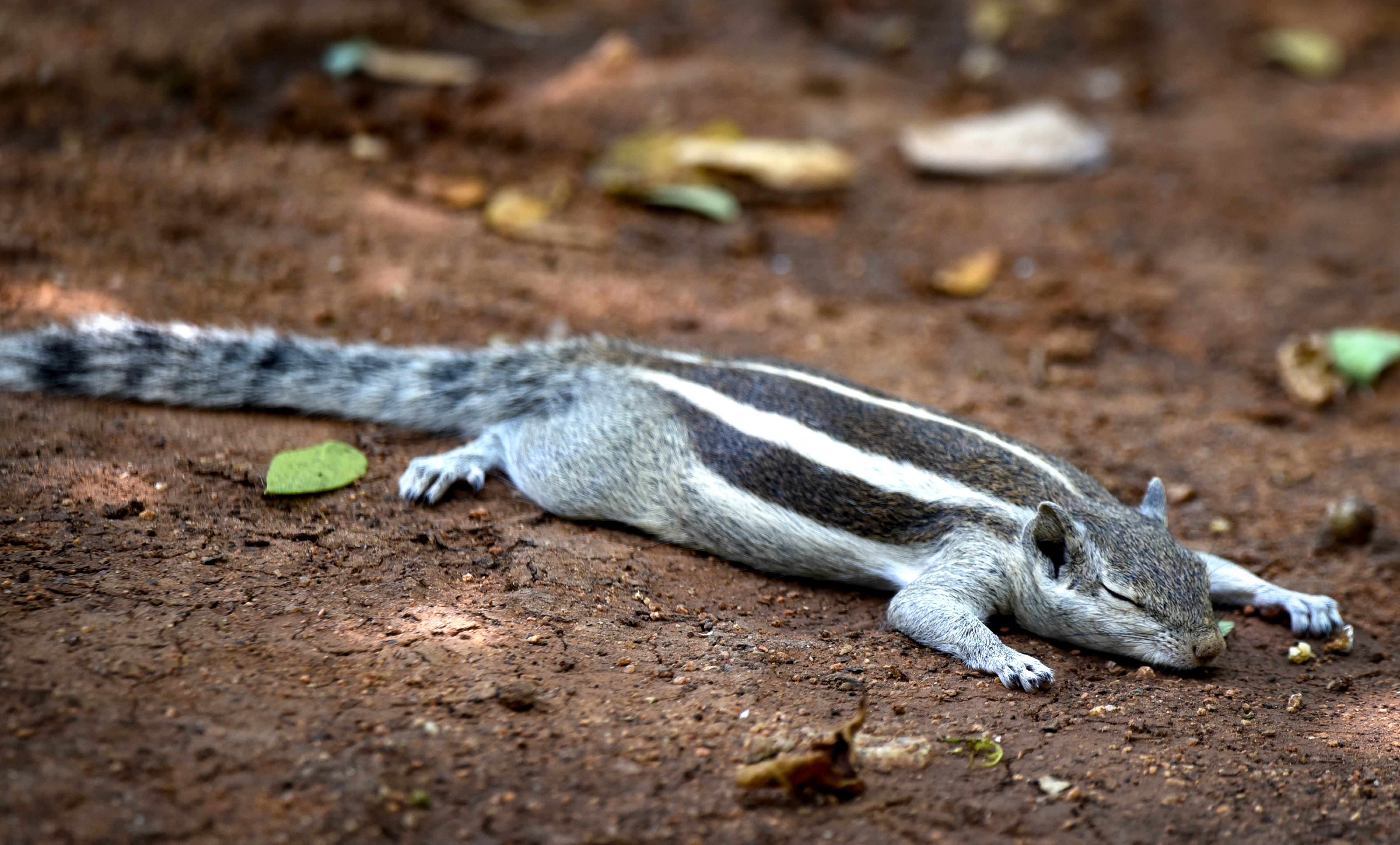 A squirrel lays on the ground during a wave of extreme heat sweeping Northern India. (Photo: PTI)