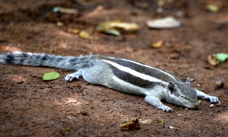 A squirrel lays on the ground during a wave of extreme heat sweeping Northern India. (Photo: PTI)