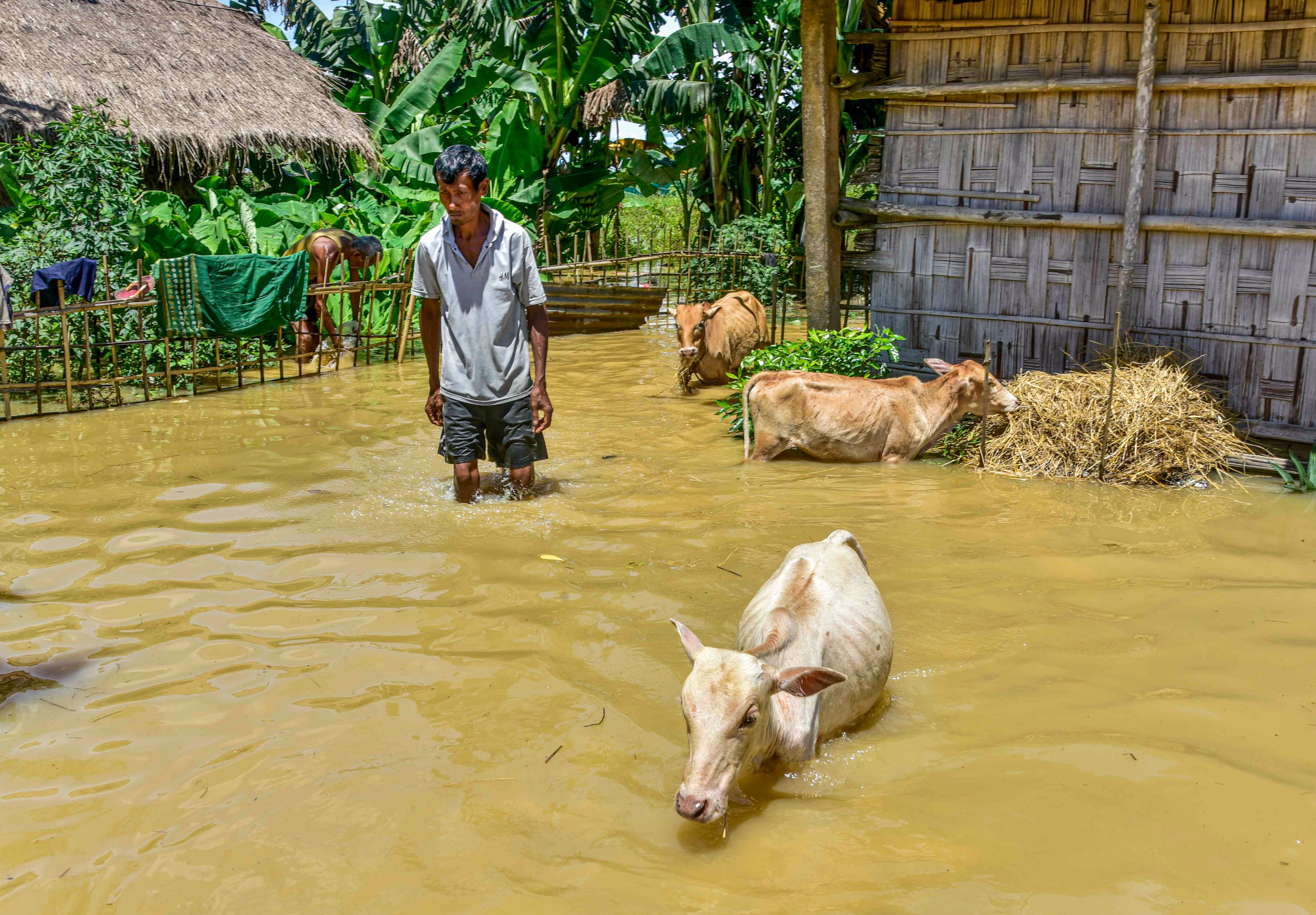 A man wades through flood-affected area after heavy rainfall, in Golaghat, Assam. (Photo: PTI)