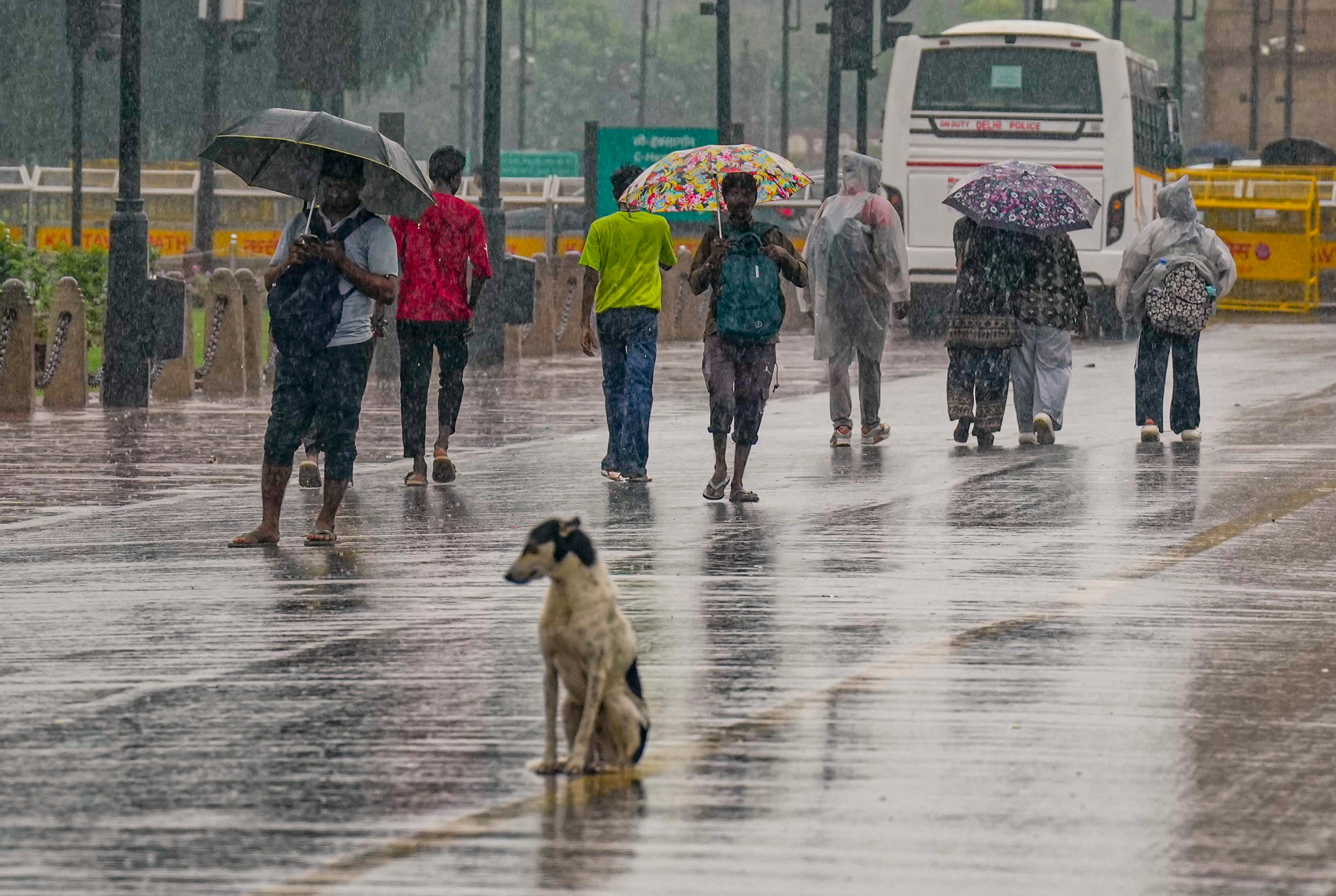 A dog and people at the Kartavya Path amid monsoon rain, in New Delhi. (Photo: PTI)