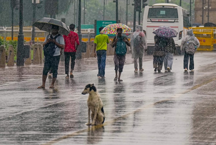 A dog and people at the Kartavya Path amid monsoon rain, in New Delhi. (Photo: PTI)