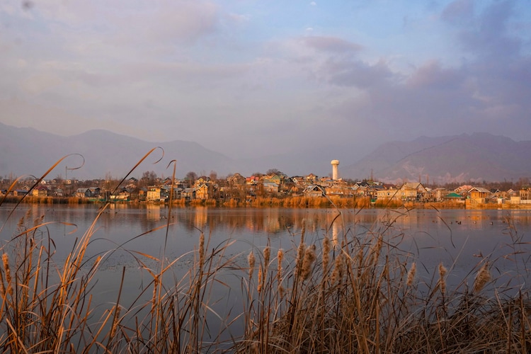 A flock of migratory birds perch on a wetland. (Photo: PTI)