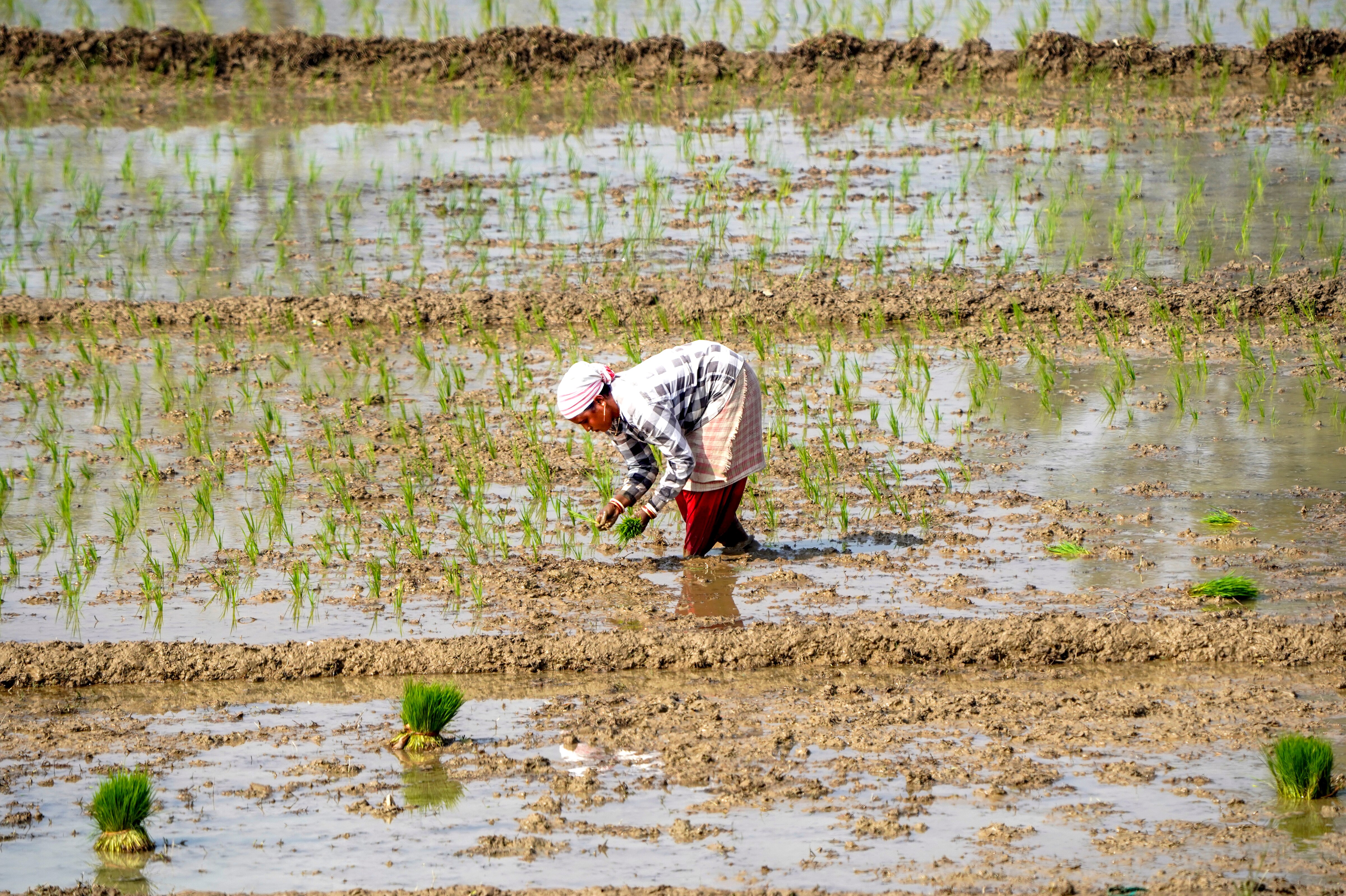 A farmer plants rice saplings in a field on a winter morning, in Morigaon. (Photo: PTI)