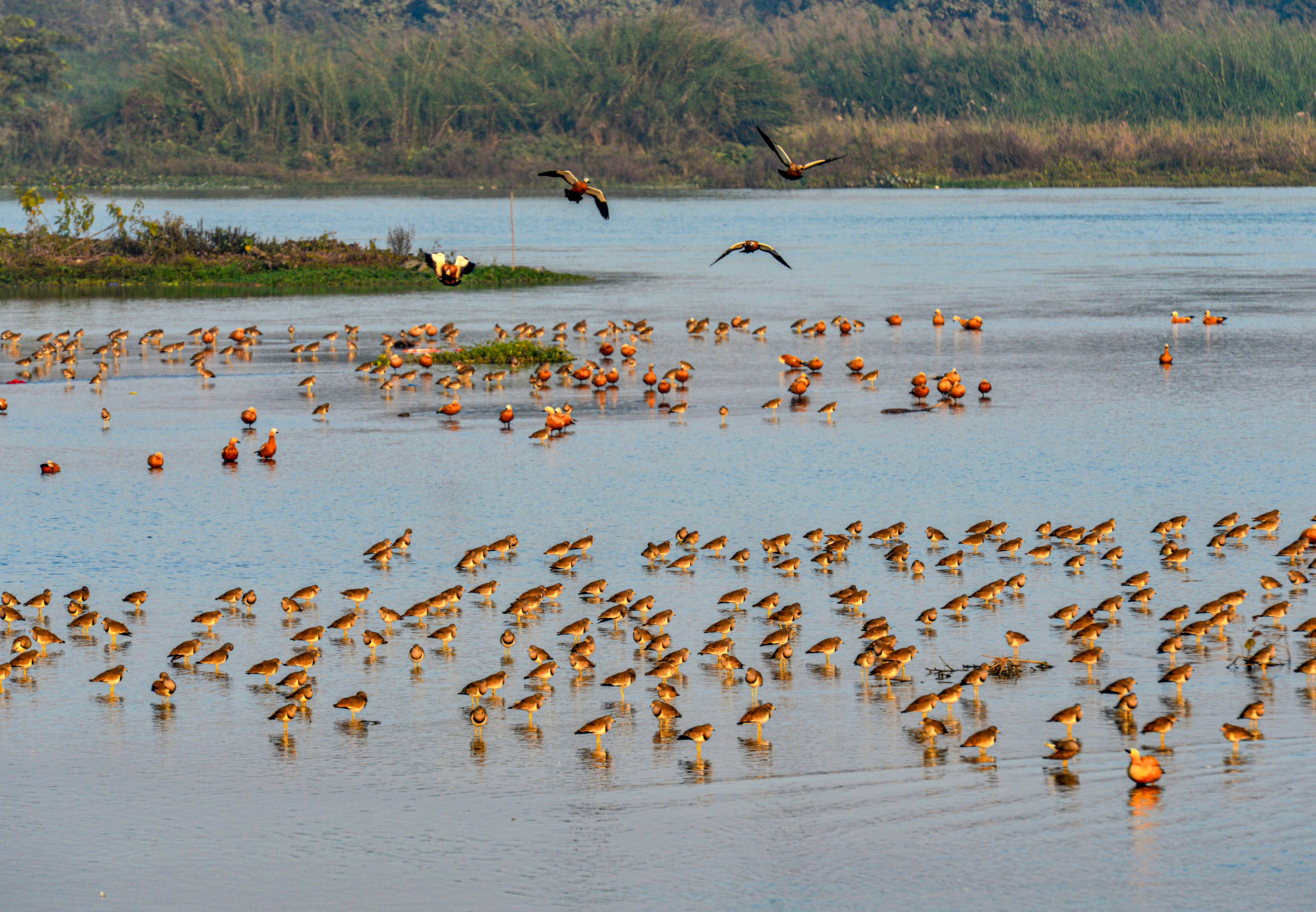 Flocks of ruddy shelducks and lapwings wade at a wetland. (Photo: PTI)