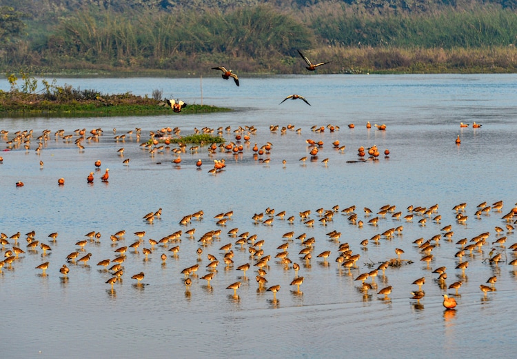 Flocks of ruddy shelducks and lapwings wade at a wetland. (Photo: PTI)
