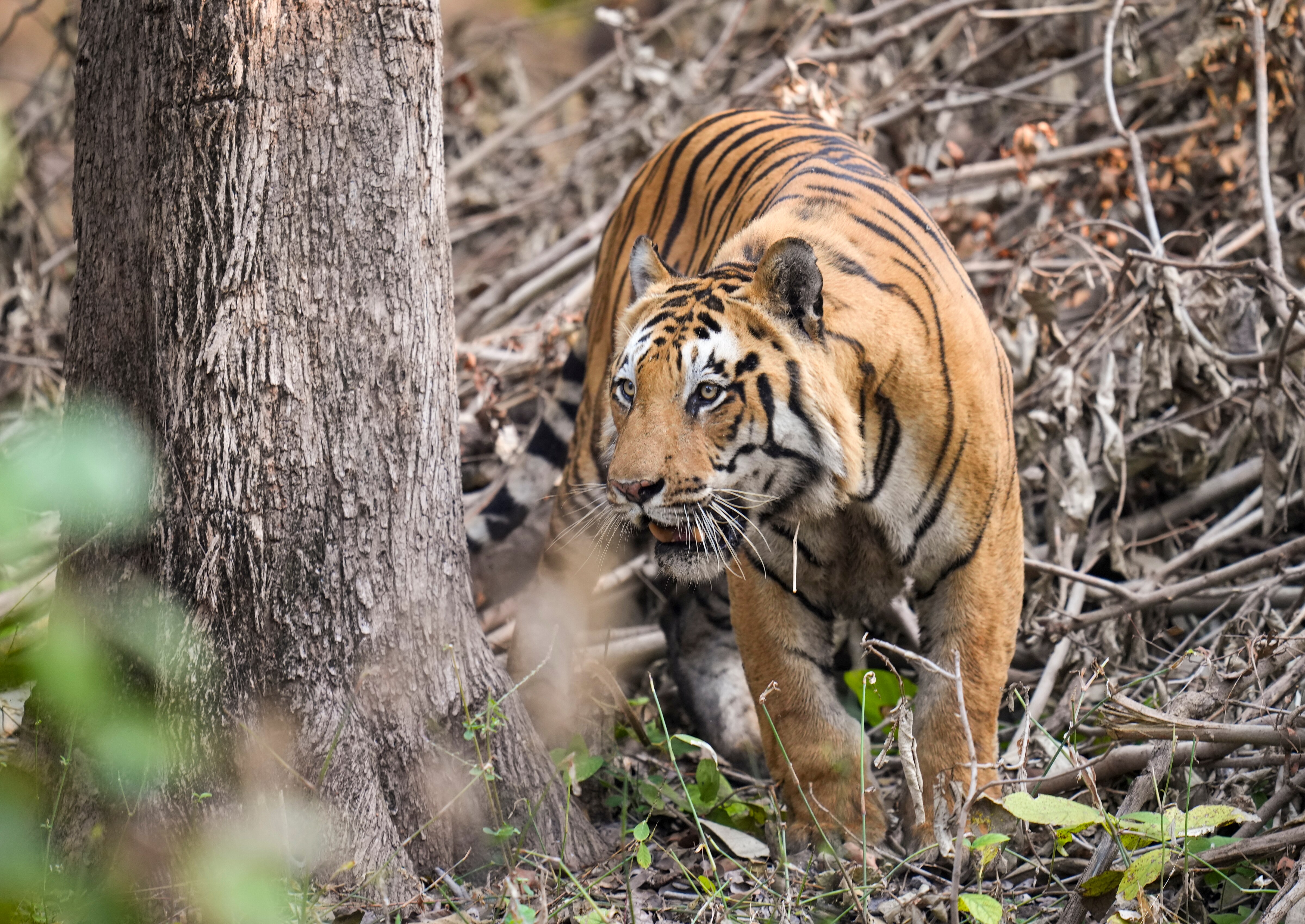A tiger at the Pench Tiger Reserve. (Photo: PTI)