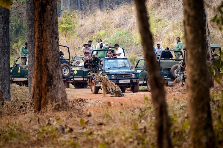 Tourists sitting in packed vehicles gather to take pictures of a tiger during a safari. (Photo: PTI)
