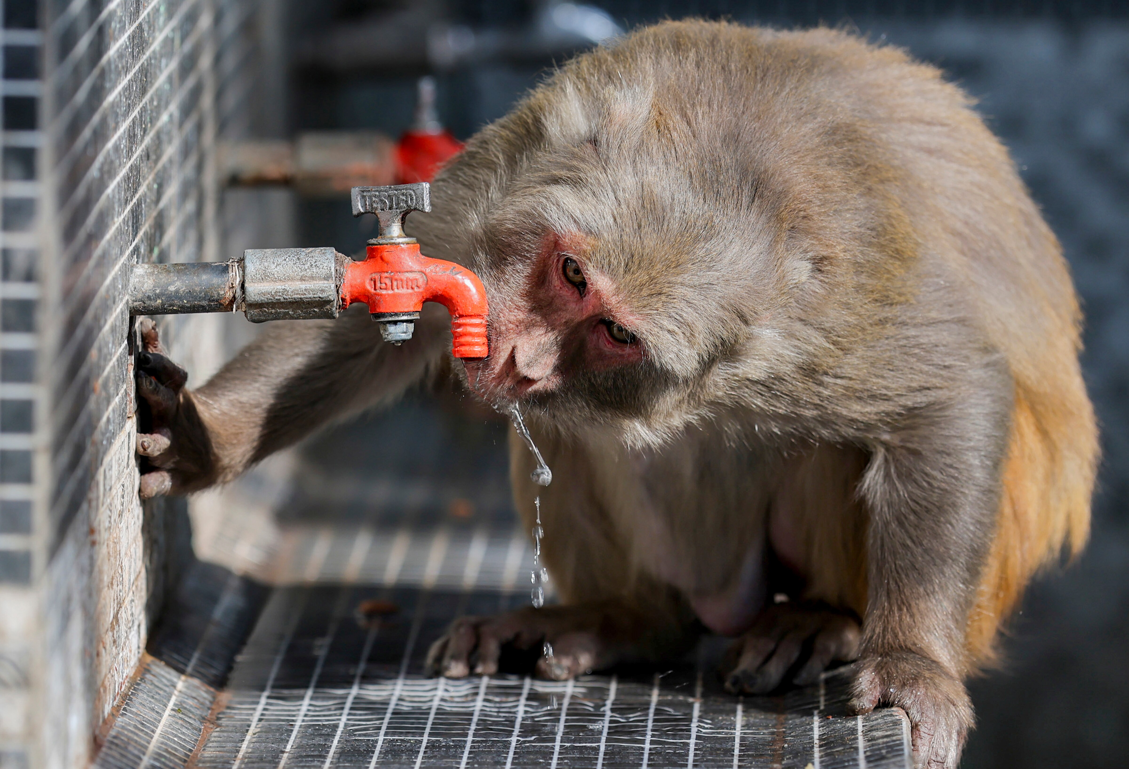 A monkey drinks water from a tap outside Bahu Fort on a hot afternoon. (Photo: PTI)