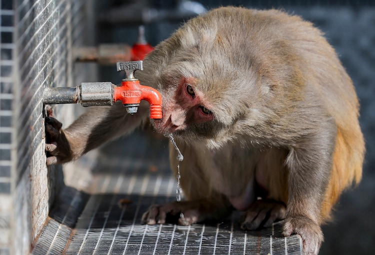 A monkey drinks water from a tap outside Bahu Fort on a hot afternoon. (Photo: PTI)