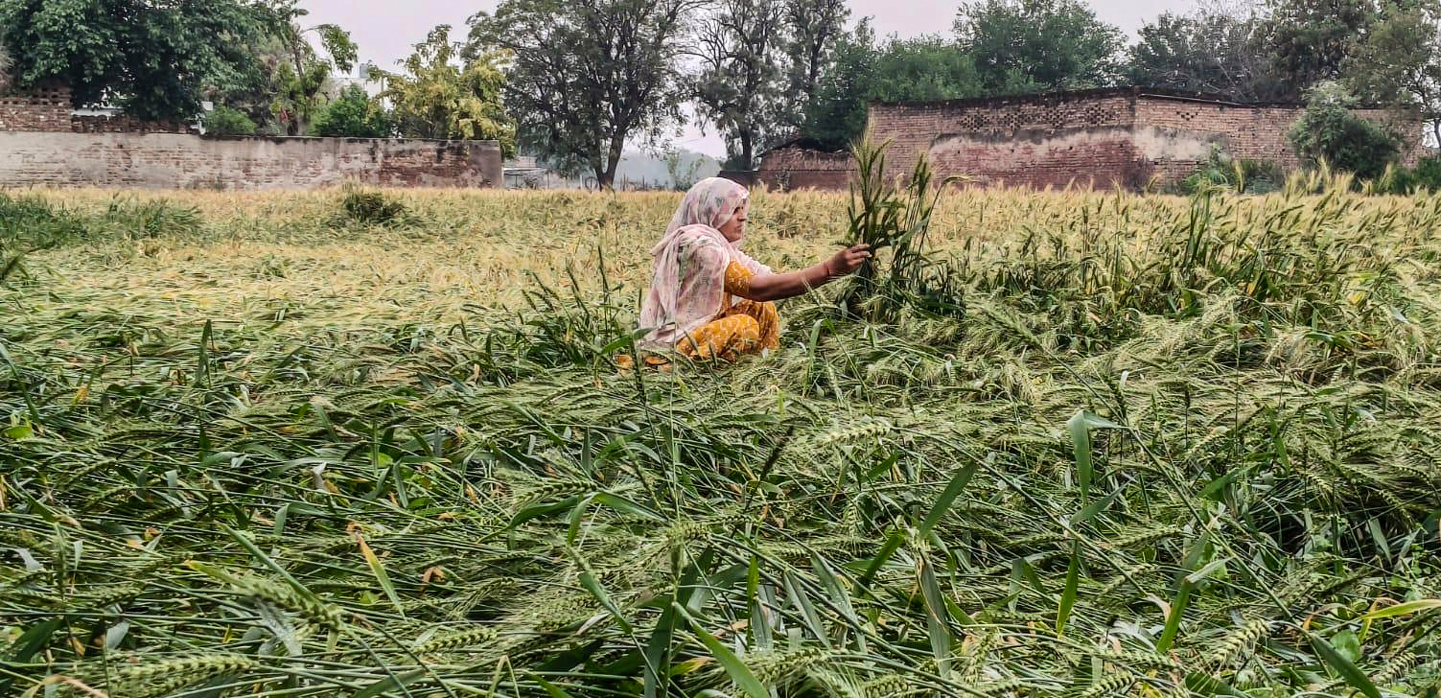 A farmer inspects flattened crops after a hailstorm and rain in Rewari, Haryana. (Photo: PTI)